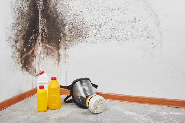 Best Same-Day Mold Removal  in Rk Forest Village, PA