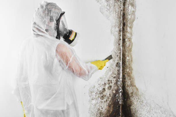 Best Office Mold Removal Services  in Rk Forest Village, PA
