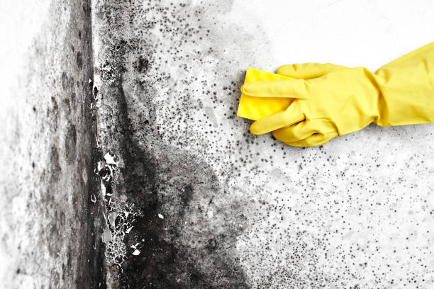 Best Mold Damage Repair  in Rk Forest Village, PA