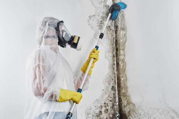 Best Commercial Mold Removal  in Rk Forest Village, PA