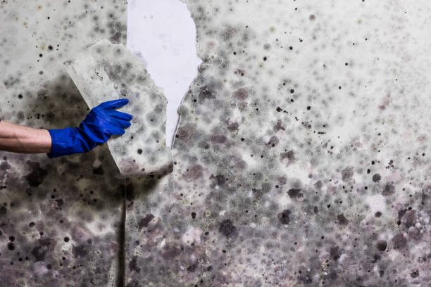Best Mold Removal Near Me  in Rk Forest Village, PA