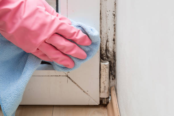 Best Mold Cleaning Services  in Rk Forest Village, PA