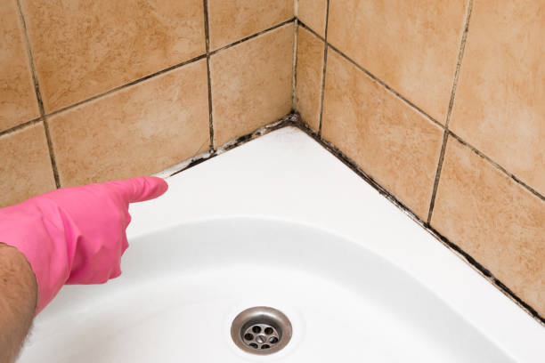 Best Mold Removal Company Near Me  in Rk Forest Village, PA